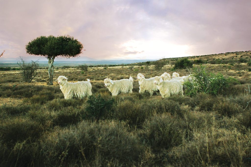 An image of Angora goats used for mohair ski climbing skins.