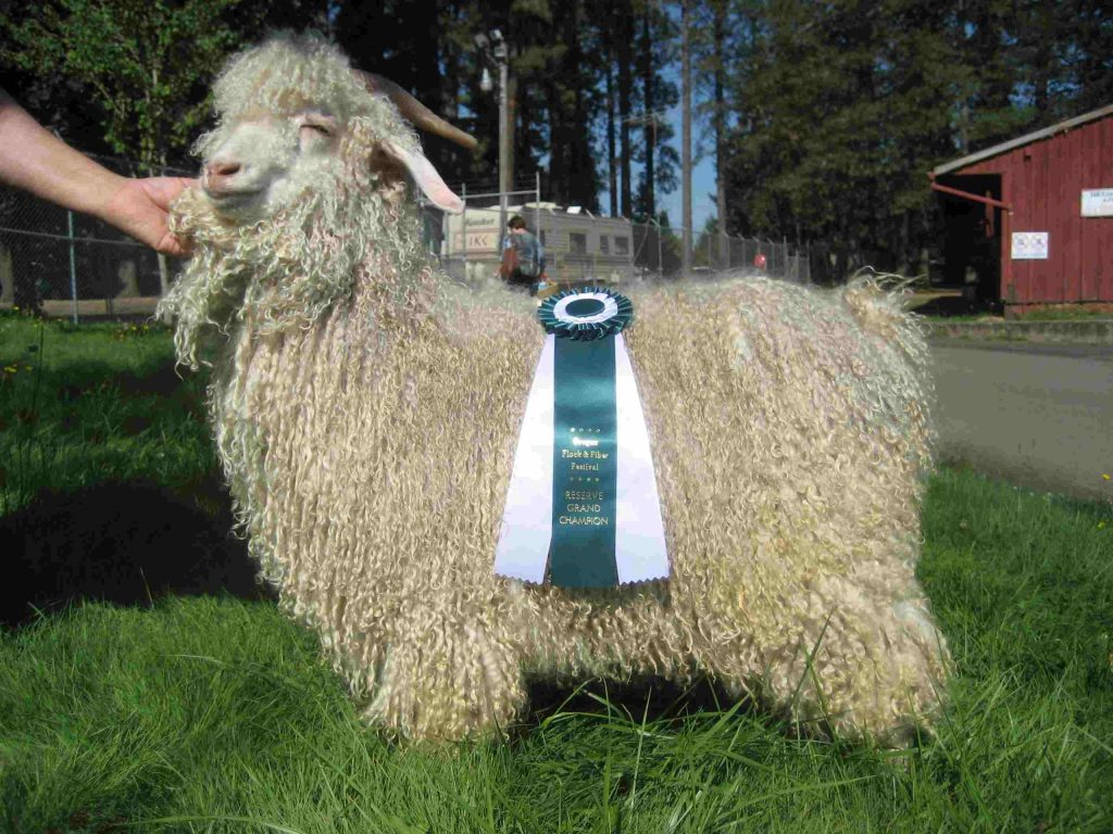 An image of a prize-winning Angora goat, used for mohair climbing skins.