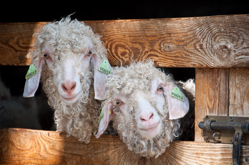 An image of Angora goats used for mohair climbing skins.